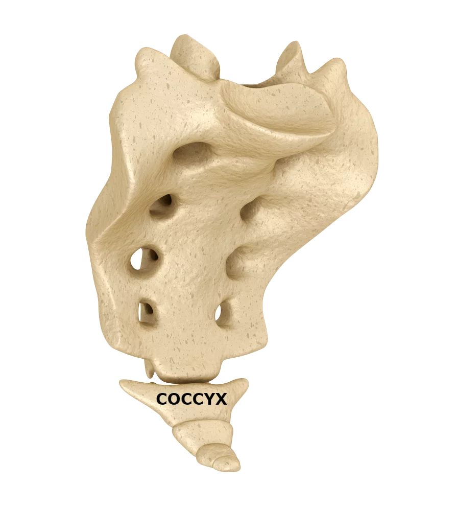 Coccyx Labeled Chiropractic Care