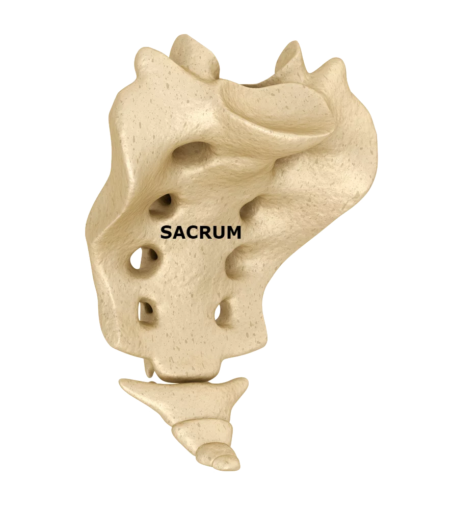 Sacrum Labeled - Spinal Rehabilitation Center